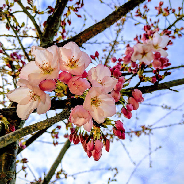 Cherry blossoms blooming on a tree against a blue sky