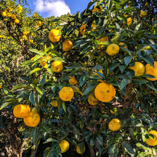 Yuzu Trees In Kochi Shikoku Japan Diversivore