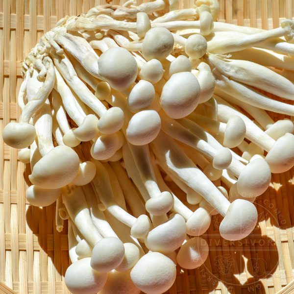 A cluster of bunapi shimeji (white shimeji) mushrooms on a woven tray