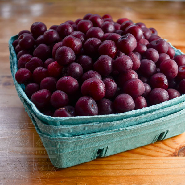 Sour cherries in a large container