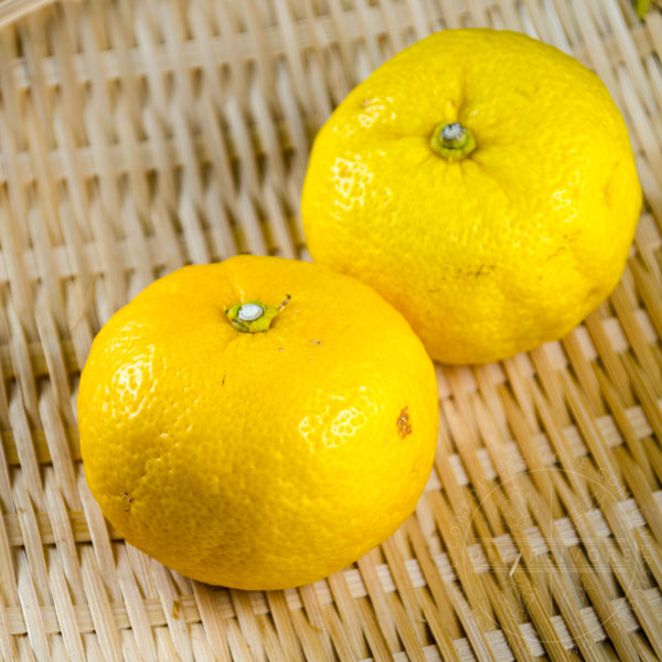New: Yuzu puree, a trendy, delicate and intense citrus fruit